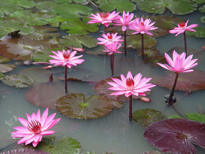 Baan Deva Montra Boutiquae Resort and Spa Chiang Mai General Picture Baan Deva Montra Boutiquae Resort and Spa Chiang Mai General Picture