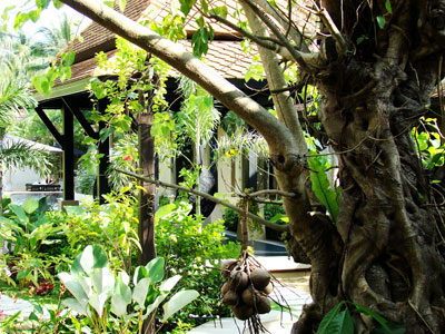 Montra Hotel Koh Samui